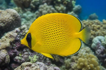 Chaetodon miliaris (Citrónový chlieb)