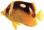 Chaetodon quadrimaculatus Štyri miesta