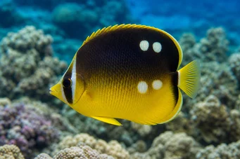 Chaetodon quadrimaculatus (Štyri miesta)