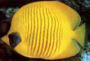 Chaetodon semilarvatus Ryba