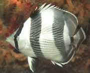 Chaetodon striatus Zebra alebo prekrížená