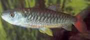 Chalceus erythrurus Chalceus so žltými plutvami