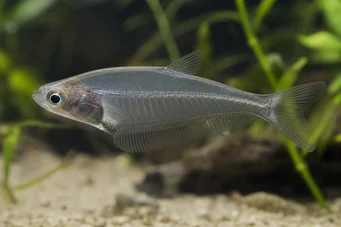 Chanda ranga (Sklenka)