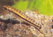 Characidium brevirostre Krátke chaccidium