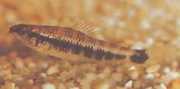 Characidium fasciatum Fascinované