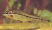 Characidium rachovii Rachov Tetra-Flier