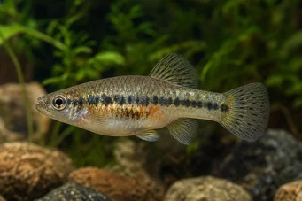 Characodon audax (Chacodon audax)