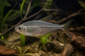 Charax pauciradiatus (Cynocephalus Charax)