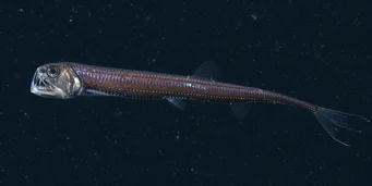 Chauliodus sloani (Námorný Viper)