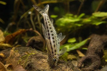 Chilodus punctatus (Hore nohami)