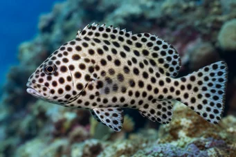 Chromileptis altivelis (Grace Kelly Grouper)
