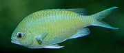 Chromis caerulea Zelený chróm