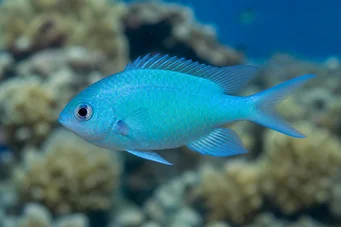 Chromis caerulea (Zelený chróm)