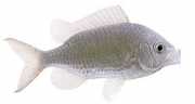 Chromis chromis Kastagnole