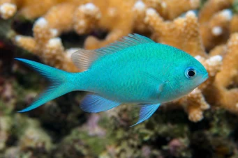 Chromis viridis