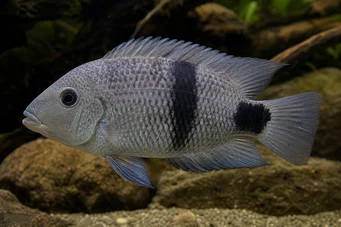 Cichlasoma maculicauda (Cichlasóm maculicauda)