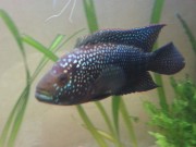Cichlasoma octofasciatum