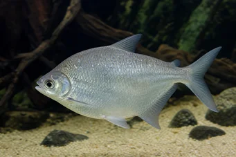 Citharinus citharus (Sračky)