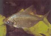 Citharinus congicus Kongo citarine