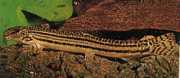 Cobitis taenia Rieka Loche