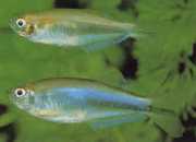 Coelurichthys microlepis Tetra Clur s malými mierkami, Barberos