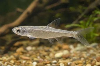 Coelurichthys microlepis (Tetra Clur s malými mierkami, Barberos)