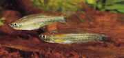 Coelurichthys tenuis Tetra, Tetra-Barberos