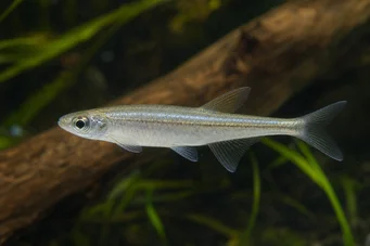 Coelurichthys tenuis (Tetra, Tetra-Barberos)