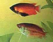 Colisa chuna Balíčky chuny