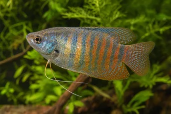 Colisa fasciata Obrie balenie