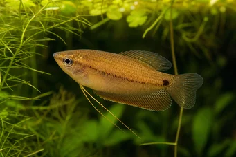 Colisa sota (Zlato gourami)