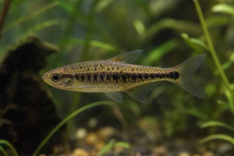 Copeina guttata (Červená kopéina)