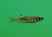 Copella nattereri COPELL NATTERI