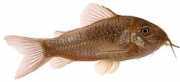 Corydoras aeneus Kovové corydory