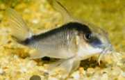 Corydoras arcuatus Klenuté corydoras