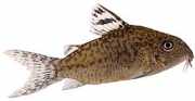 Corydoras elegans Ozbrojené corydory