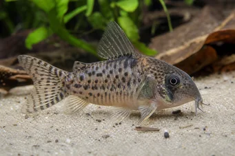 Corydoras latus (Corydoras s odrazom)