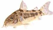 Corydoras paleatus Korenistý