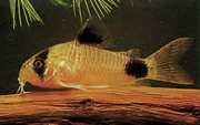 Corydoras panda Corydoras panda