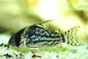 Corydoras schwartzi Corydoras s piatimi kape...