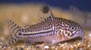 Corydoras trilineatus Tri -pásmové corydoras