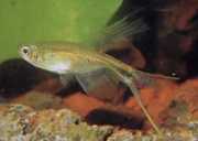 Corynopoma riisei Corynopoma trpaslík, meč tetra