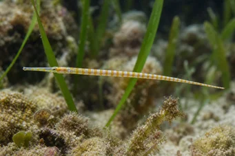 Corythoichthys flavofasciastus (Žltá ryba)