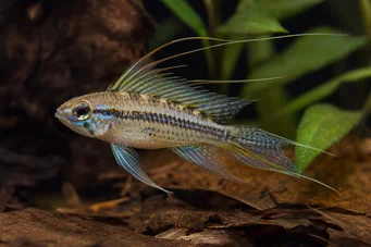 Crenicara filamentosa (Mriežka)