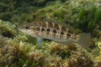 Crenilabrus quinquemaculatus Päť -pásmo