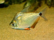 Ctenobrycon spilurus hauxwellianus Characin s vysokým chrbtom