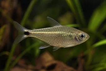 Ctenobrycon spilurus hauxwellianus (Characin s vysokým chrbtom)