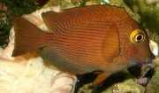 Ctenochaetus strigosus Koole