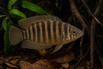 Ctenopoma fasciolatum