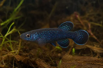 Cynolebias nigripinnis (Argentínska perla s čiernymi plutvami)